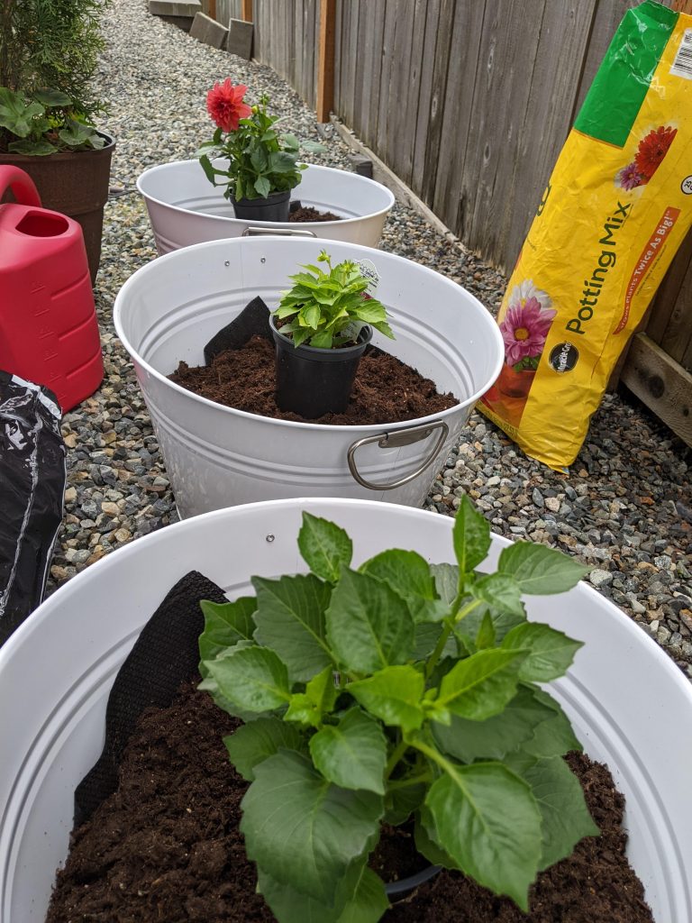 dahlia, gardening, diy planters, container gardening, make your own planters, bucket planters, garden pots, beginner DIY garden